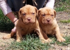 Cachorros Dogo de Burdeos 400€ - mejor precio | unprecio.es