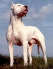 Excelentes cachorros de Dogo Argentino - mejor precio | unprecio.es