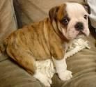 hembrita de bulldog ingles