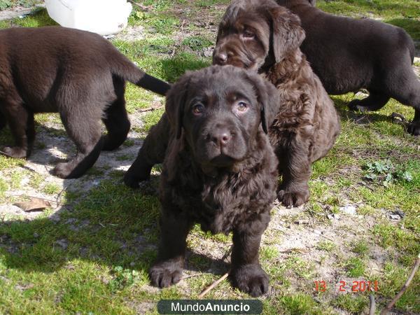 Labrador cachorros amarillos, negros y chocolates de exc calidad