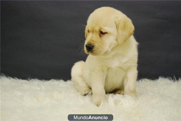 Labrador Preciosos machos y hembras Cachorros