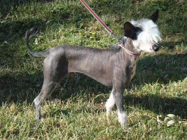 machiot 3 años chino crestado sin pelo pedigree