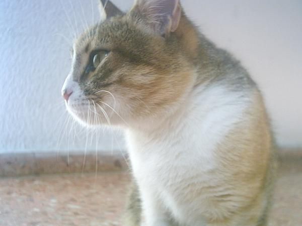 Regalo gato , una cariñosa gatita