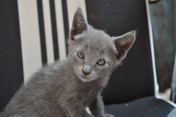 vendo gato azul ruso