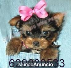 Yorkshire ( Yorky ) mini de capricho por 250€