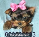 Yorkshire ( Yorky ) mini de capricho por 250€ - mejor precio | unprecio.es