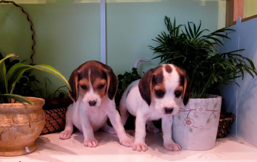 Beagle, preciosa hembrita 230€