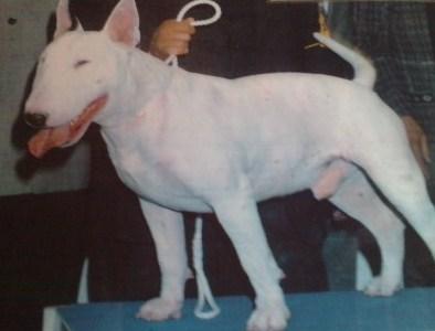 cachorros de bullterrier