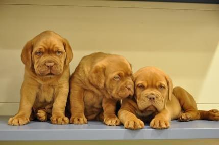 Cachorros de dogo de burdeos