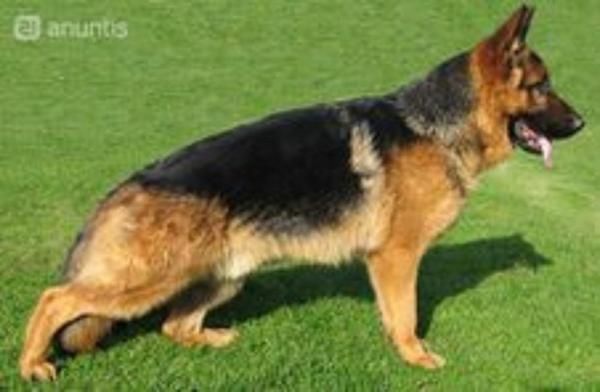 cachorros de pastor aleman con pedigree