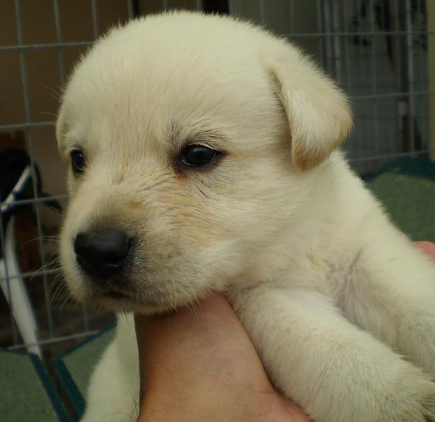 CACHORROS LABRADOR RETRIEVER-VAL´S DE ROAN.