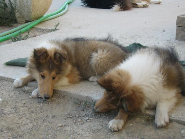 Cachorros rough collie