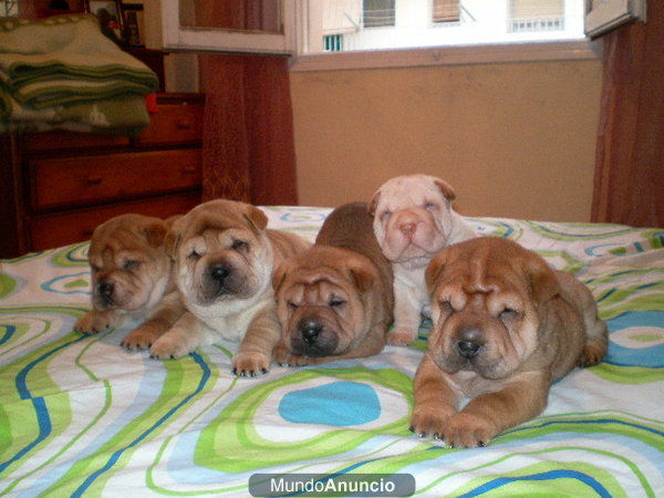 disponible cachorros de shar-pei