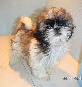 SHIH  TZU   350  c/u