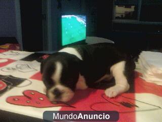 vendo camada de bulldog frances