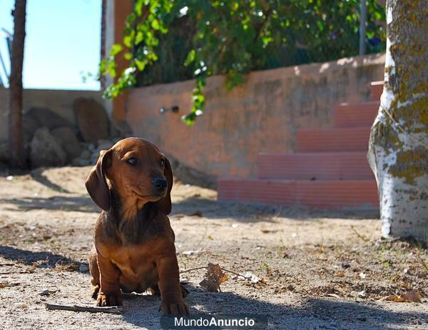 Cachorros de 1º calidad en nuestro centro canino:ultimos dias,fotos reales