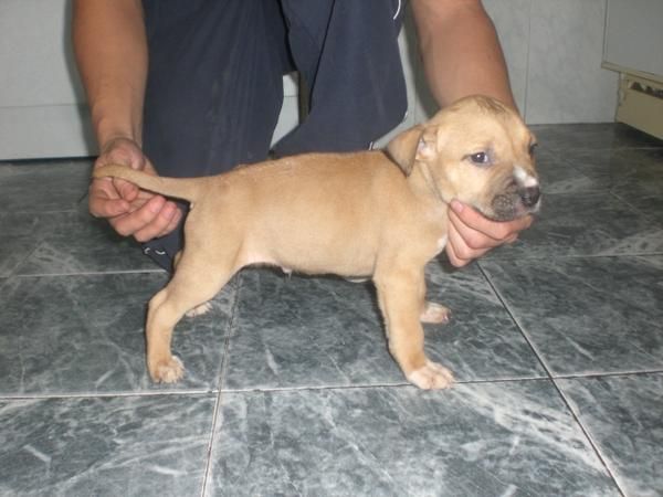 American Staffordshire 300 euros!!