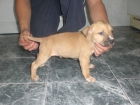 American Staffordshire 300 euros!! - mejor precio | unprecio.es