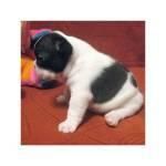 BULLDOG FRANCES, CACHORRITOS EN OFERTA A 130