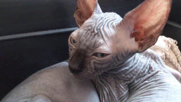 gatitos sphynx