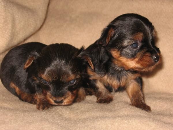 guapos yorkshire terrier varios tamaños desde 300E