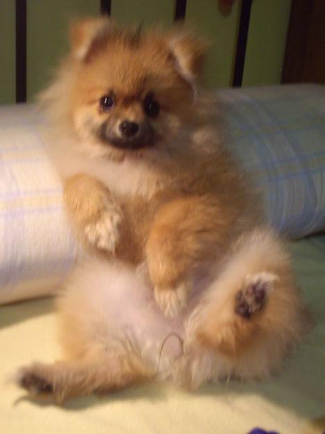 pomerania hembra con pedigrí busca en Tenerife o en Canarias novio con pedigrí