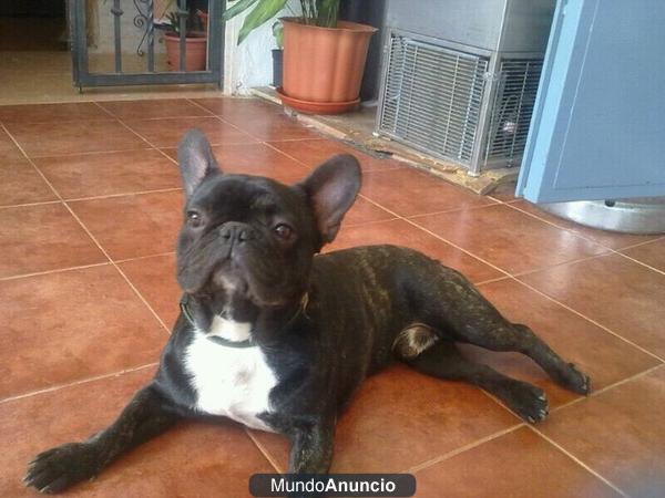 precioso bulldog frances busca novia!