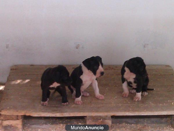 ultimos cachorros de dogo aleman