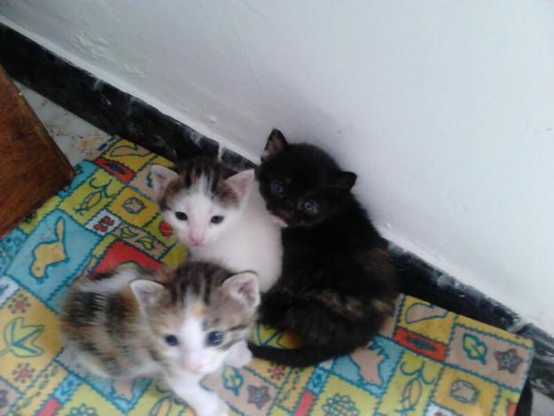 Urgente! 4 gatitos de un mes necesitan dueño