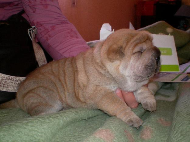 VENDO O CAMBIO CACHORROS DE SHAR-PEI