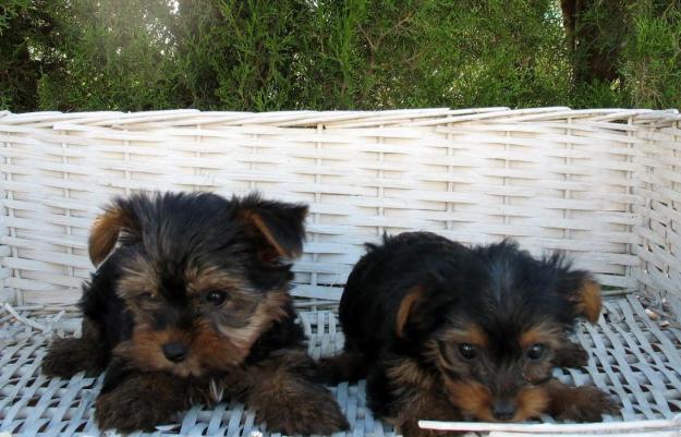 YORKSHIRE TERRIER MINI, 290€