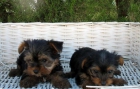 YORKSHIRE TERRIER MINI, 290€ - mejor precio | unprecio.es