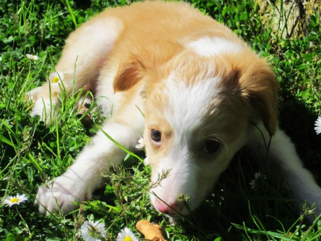 cachorros en adopción