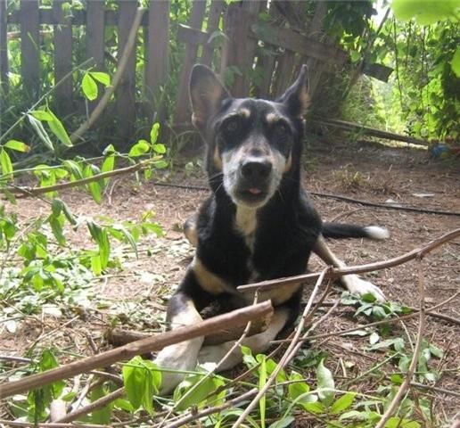 BENNY, BUSCANDO SU ULTIMA OPORTUNIDAD.