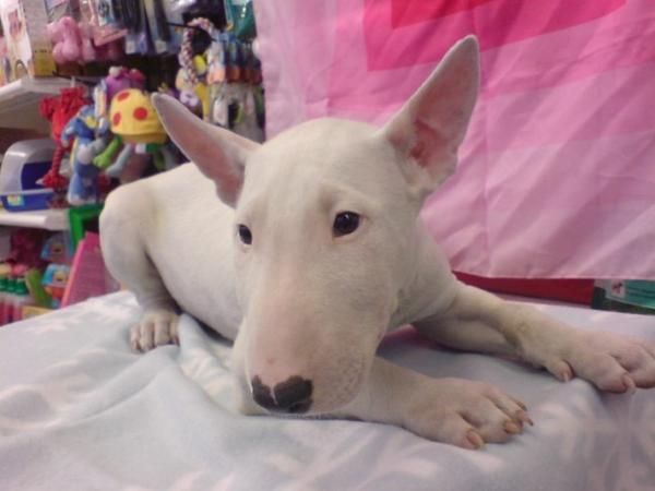 BULL TERRIER, PERROS, CACHORROS, CRIADERO, VENTA.  cachorros perros excepcionales, camada con diferentes colores, los  c