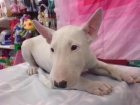 BULL TERRIER, PERROS, CACHORROS, CRIADERO, VENTA. cachorros perros - mejor precio | unprecio.es