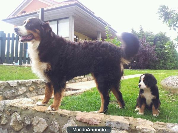 Cachorra de Boyero de Berna