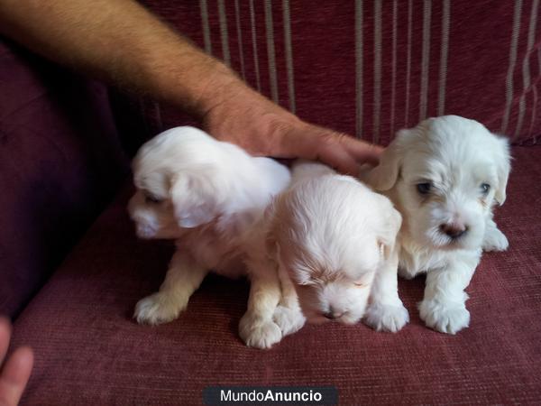 cachorros bichon maltes