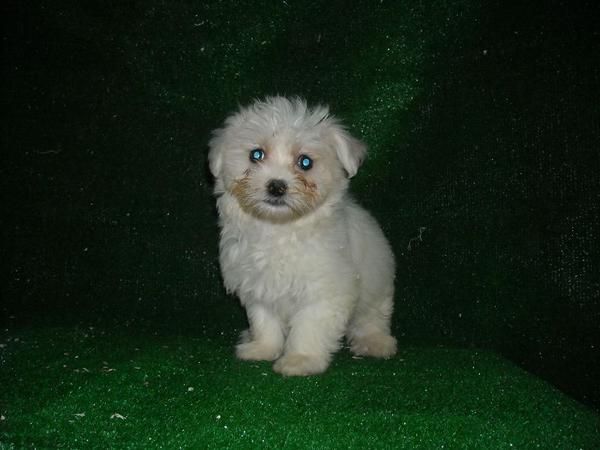 Cachorros de BICHON MALTES - 550 ? - con PEDIGREE