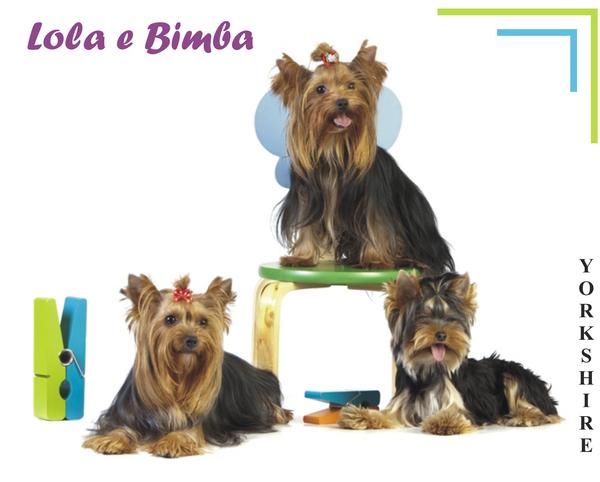 Cachorros Yorkshire Terrier Lola e Bimba