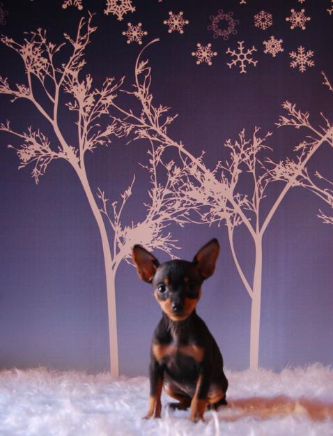 Mini pinscher , cachorros disponibles de 1ª calidad