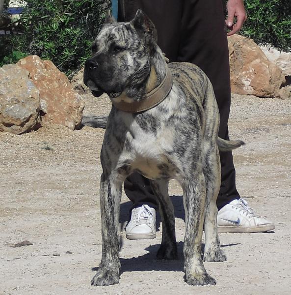 Presa Canario Cachorros.