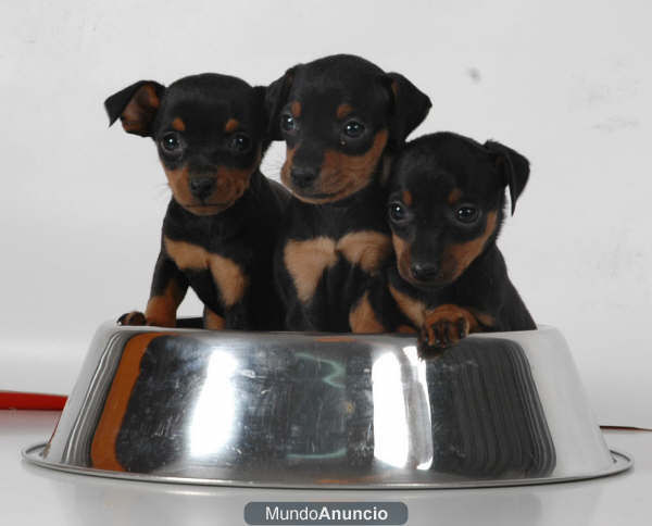 Vendo cachorritos de Mini pincher ¡2 mecesitos!