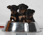 Vendo cachorritos de Mini pincher ¡2 mecesitos! - mejor precio | unprecio.es