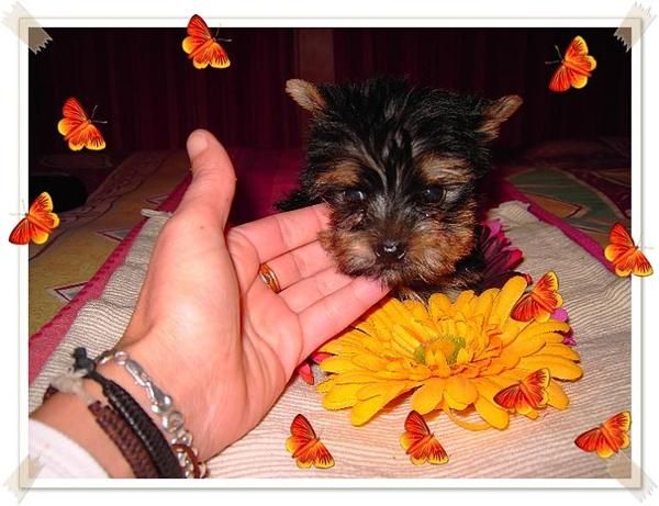 yorkshire terrier  camadita