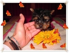 yorkshire terrier camadita - mejor precio | unprecio.es