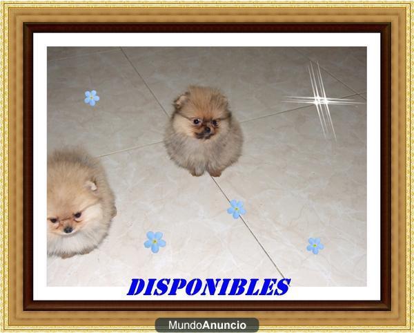 *** POMERANIAS LINEAS AMERICANA***