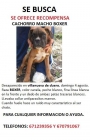 Boxer robado - mejor precio | unprecio.es