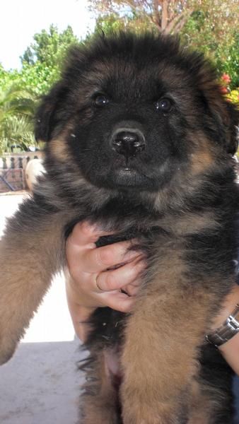 Cachorros de Pastor Aleman