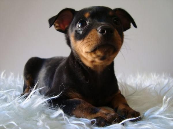 Cachorros de Pinscher - Machos y Hembras Disponibles - www.animalflower.es